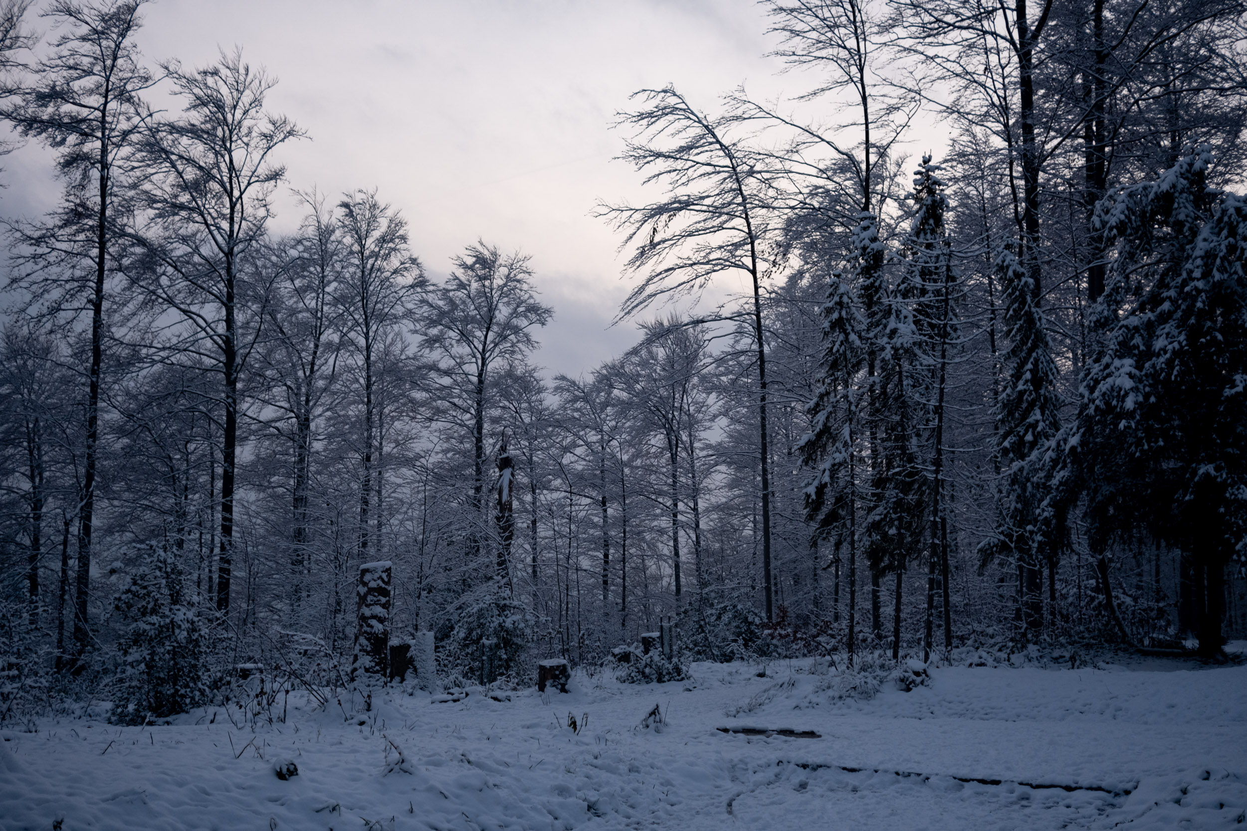 A forrest covered in snow, shortly after sunset.
