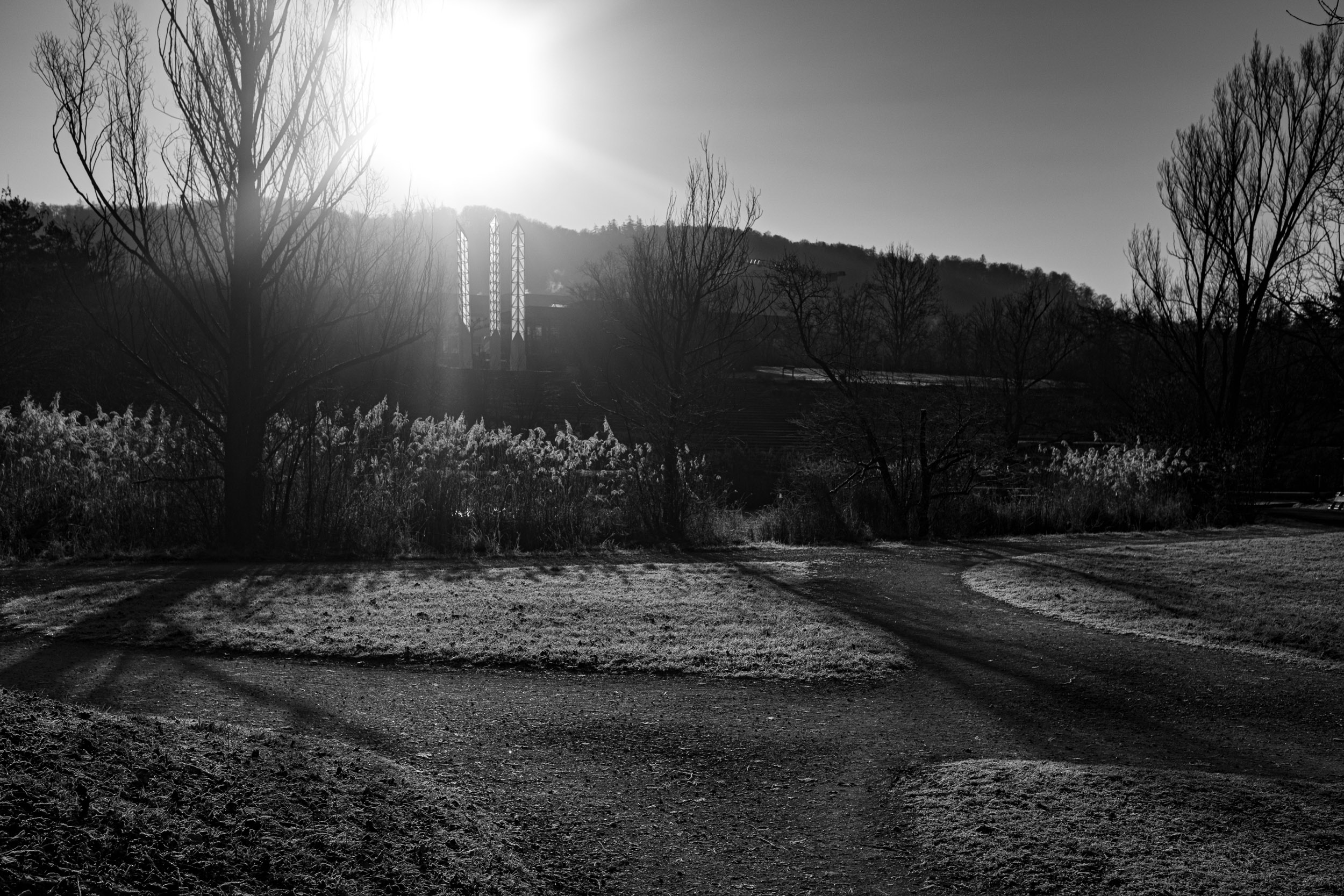 Sun rising on a frosty morning in the Irchelpark, Zurich.