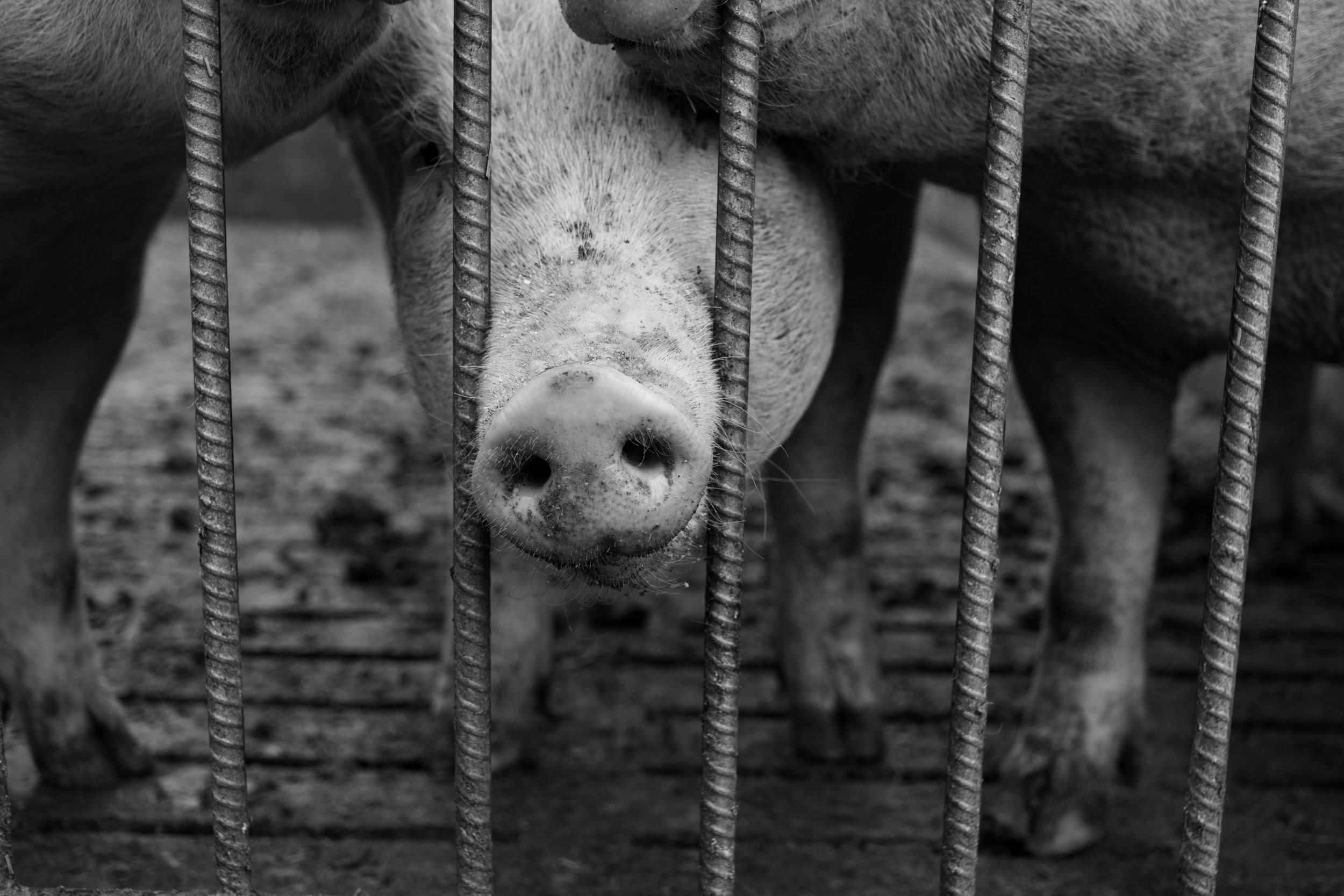 A pig sticking its nose through the. barrier and checking us out, on a farm near where we live.