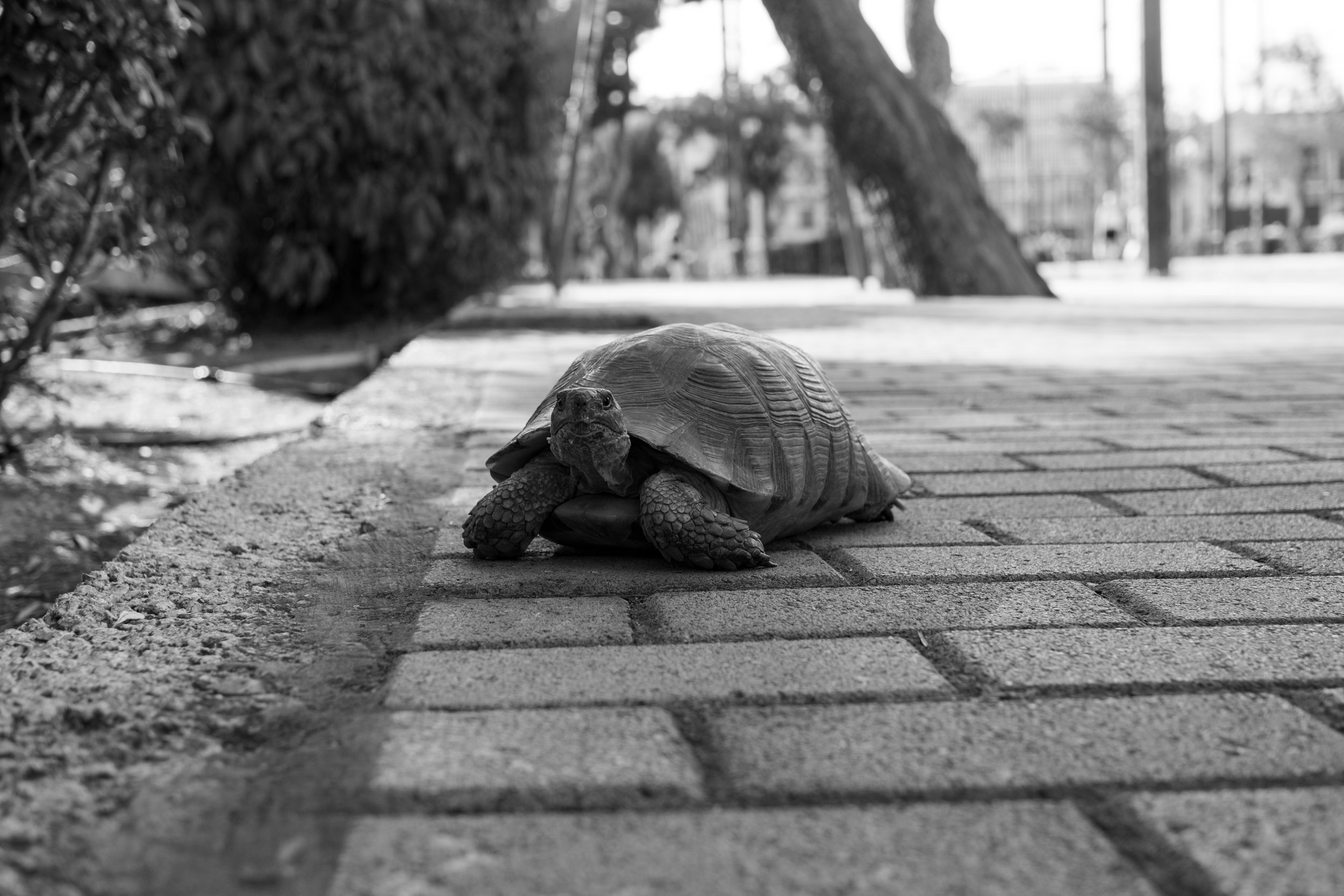 A tortoise we met on the side of a busy road in Athens.