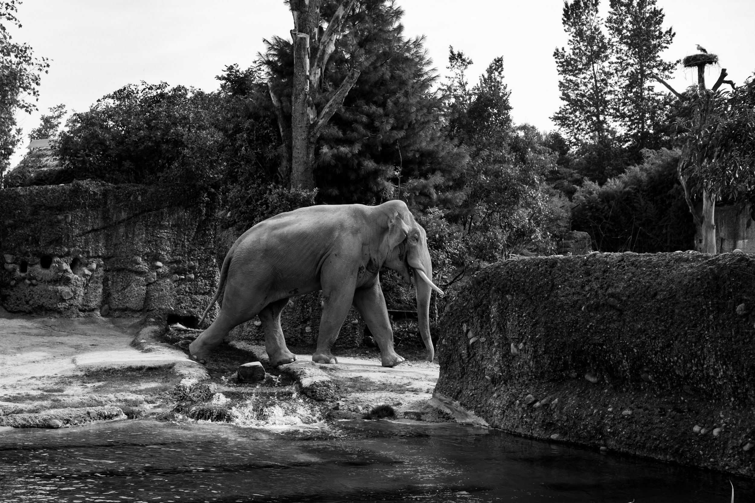 One of the elephants walking through the Kaeng Krachan elephant park at the Zoo Zurich.