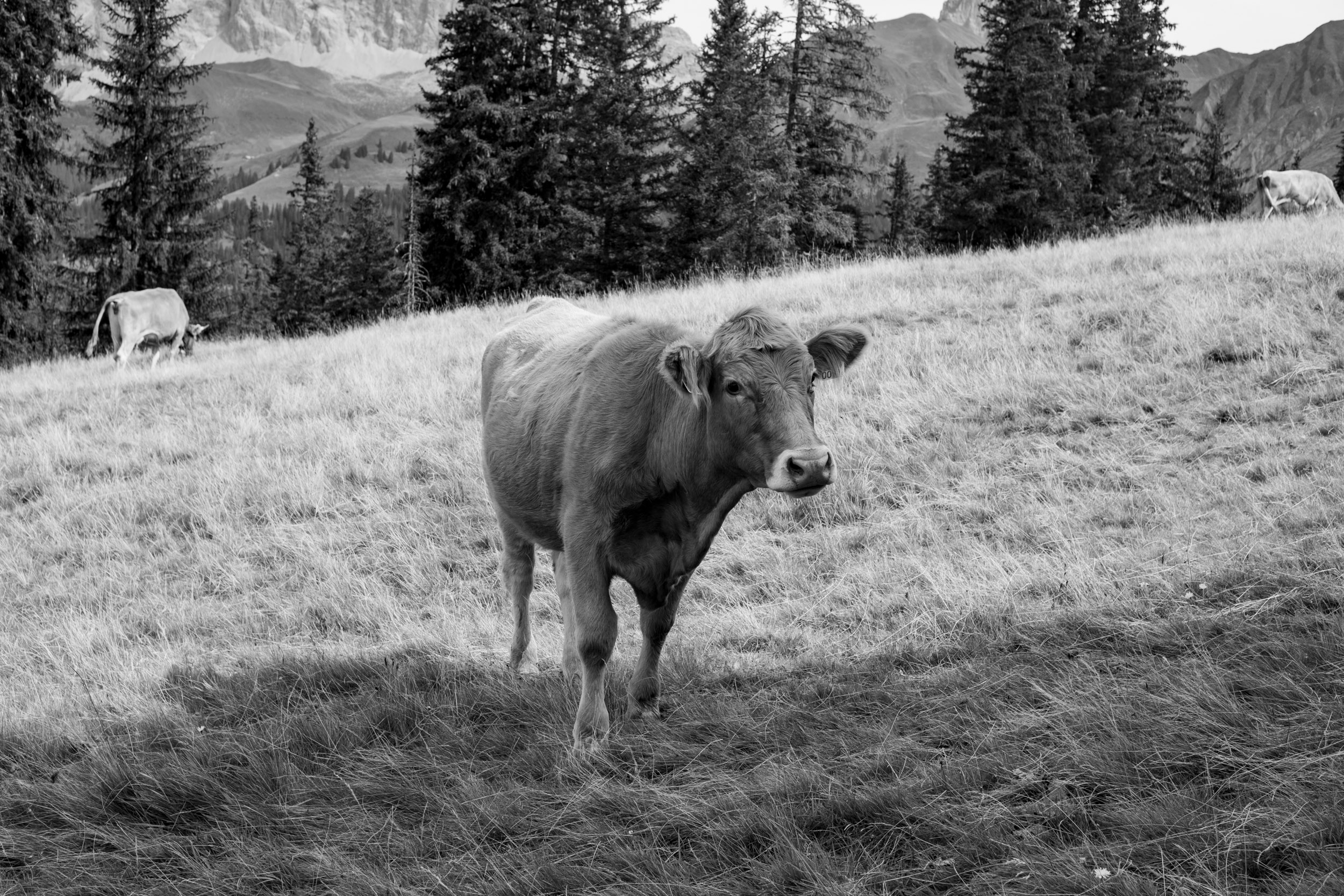 A beautiful mountain cow.