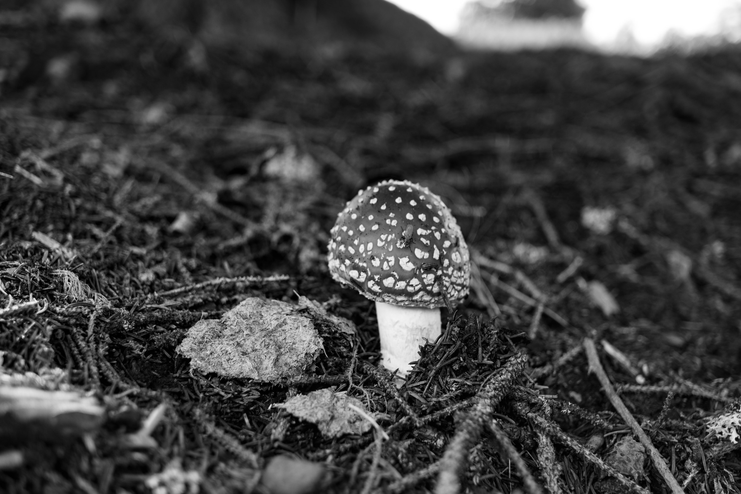 A toadstool – Amanita Muscaria or Fliegenpilz – that we saw on one of our hikes last weekend.
