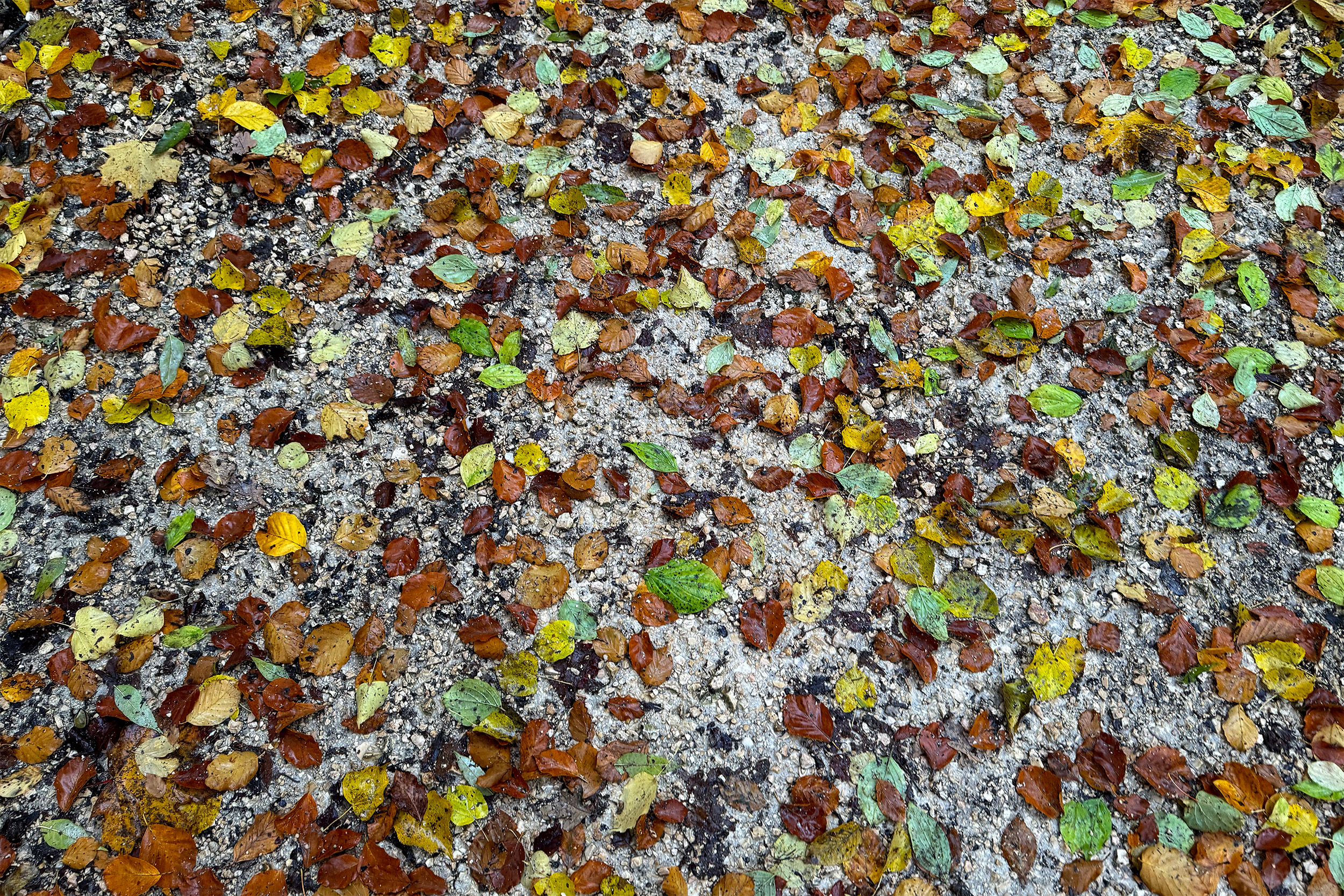Colorful autumn colors on the ground, during yesterdays commute.