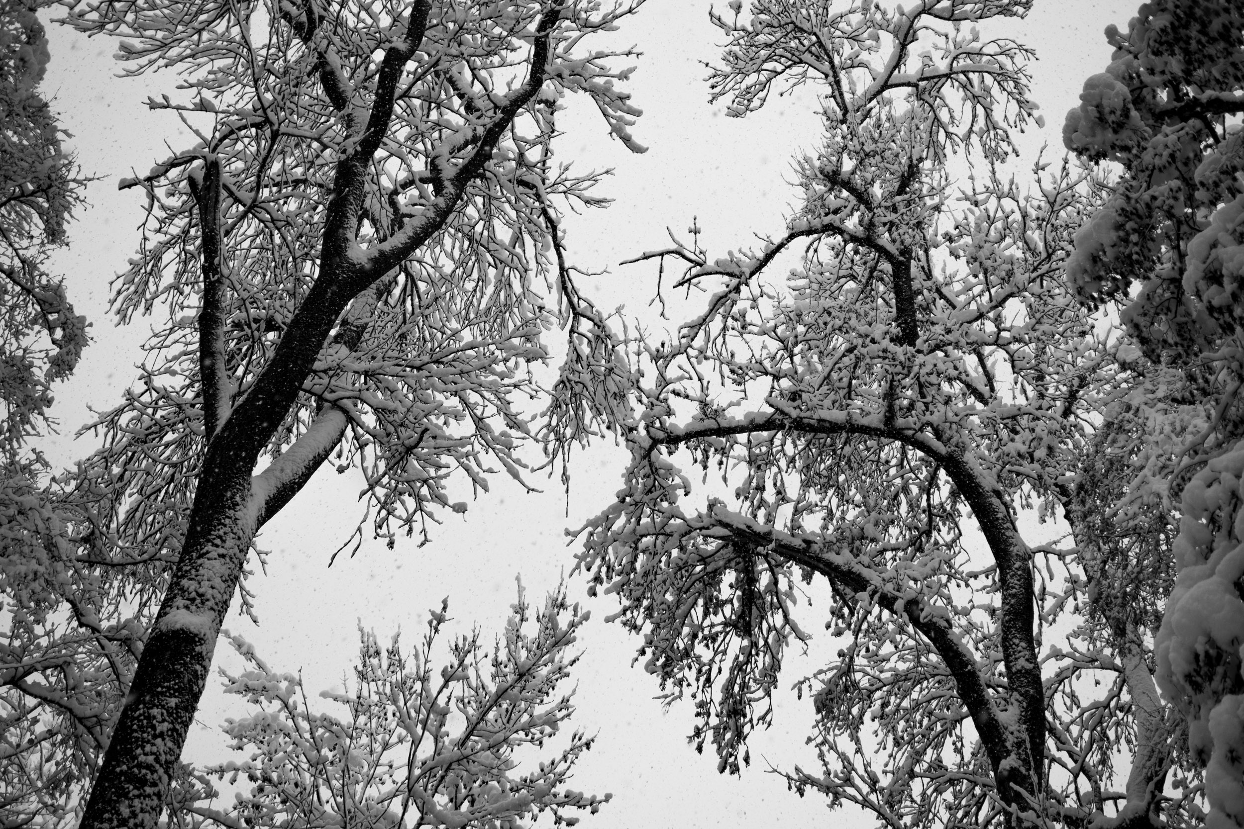 Some trees with snow on the leaves.