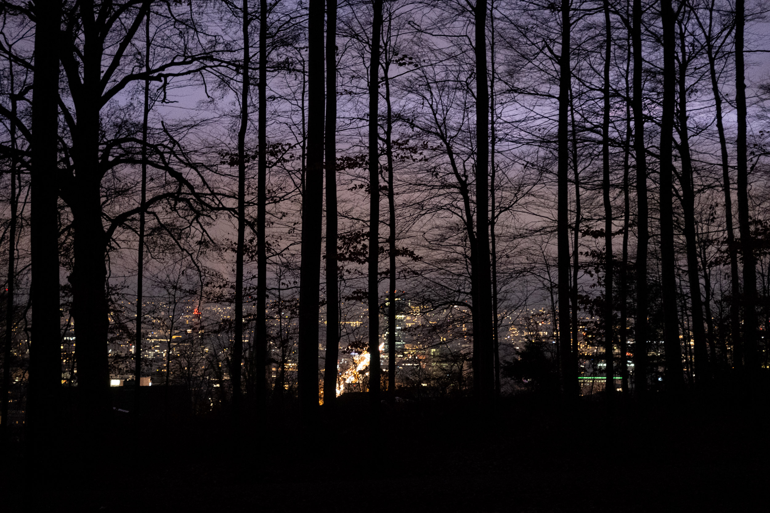 View of Zurich through some trees, just after dusk.