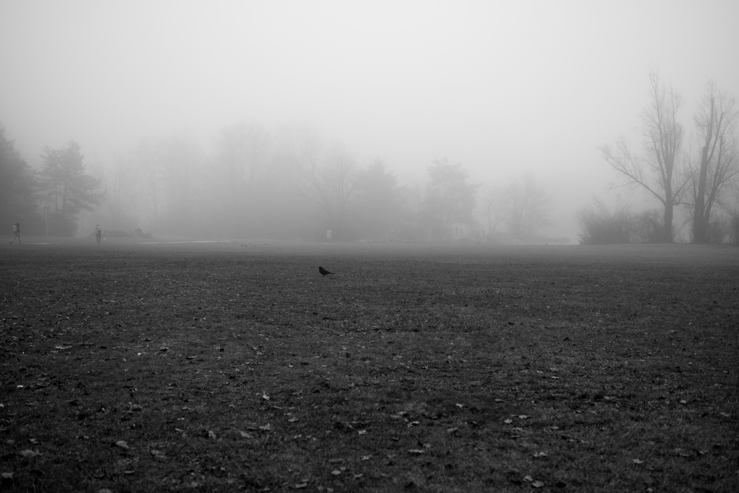 Foggy morning yesterday in Irchelpark.