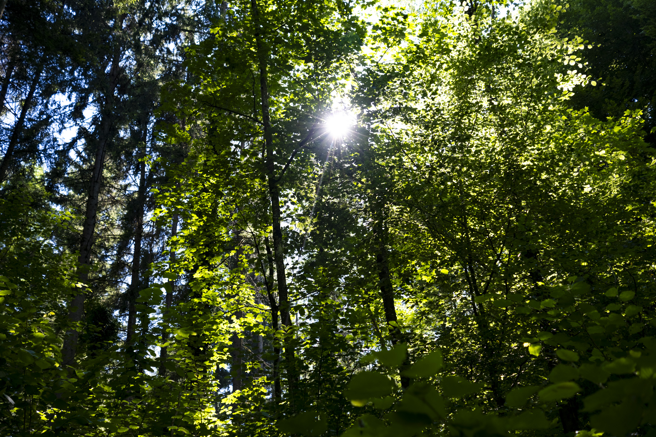 Sun shining through the trees in a forest near Hönggerberg, Zurich.