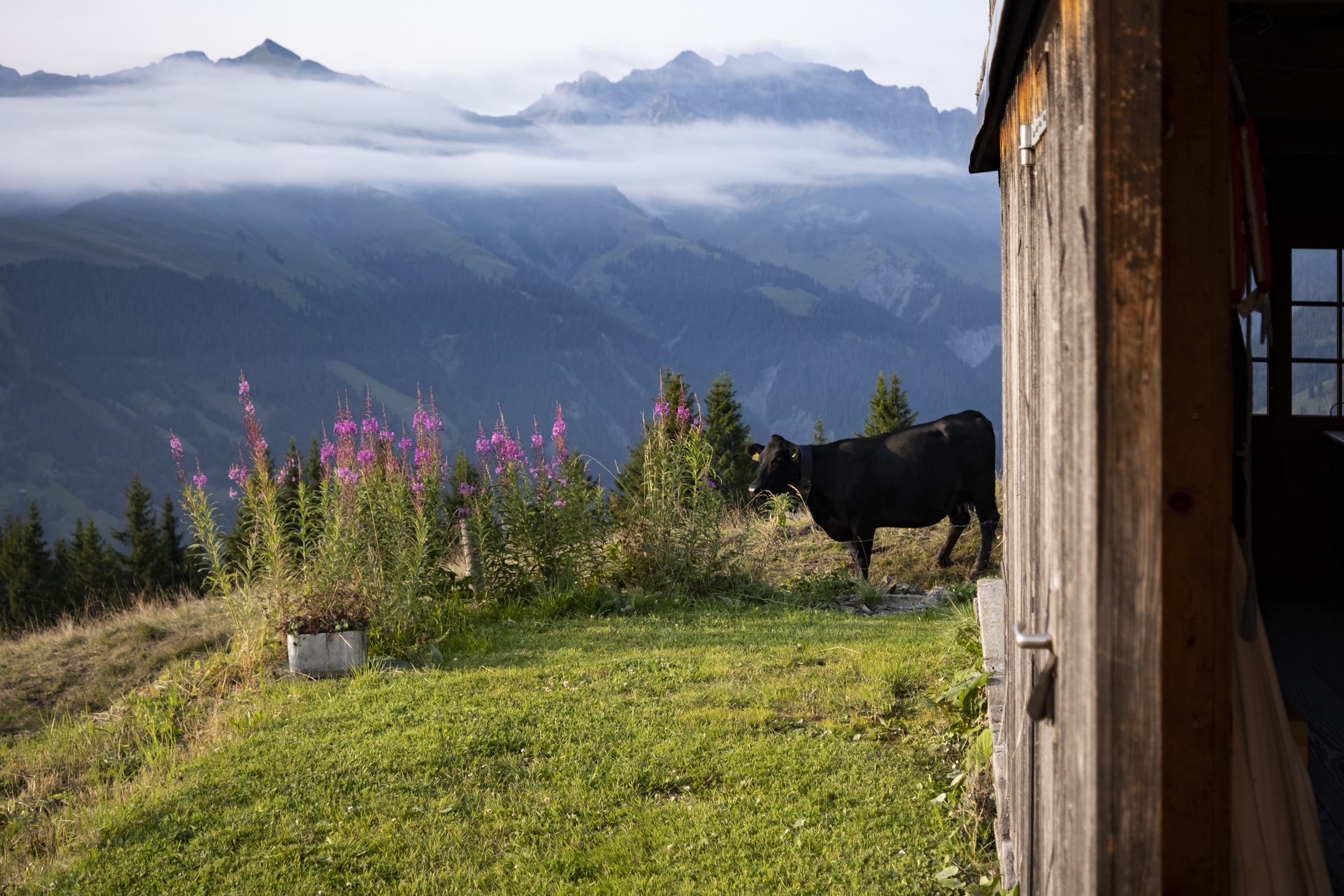 A cow stands beside our wooden hut up in the mountains.