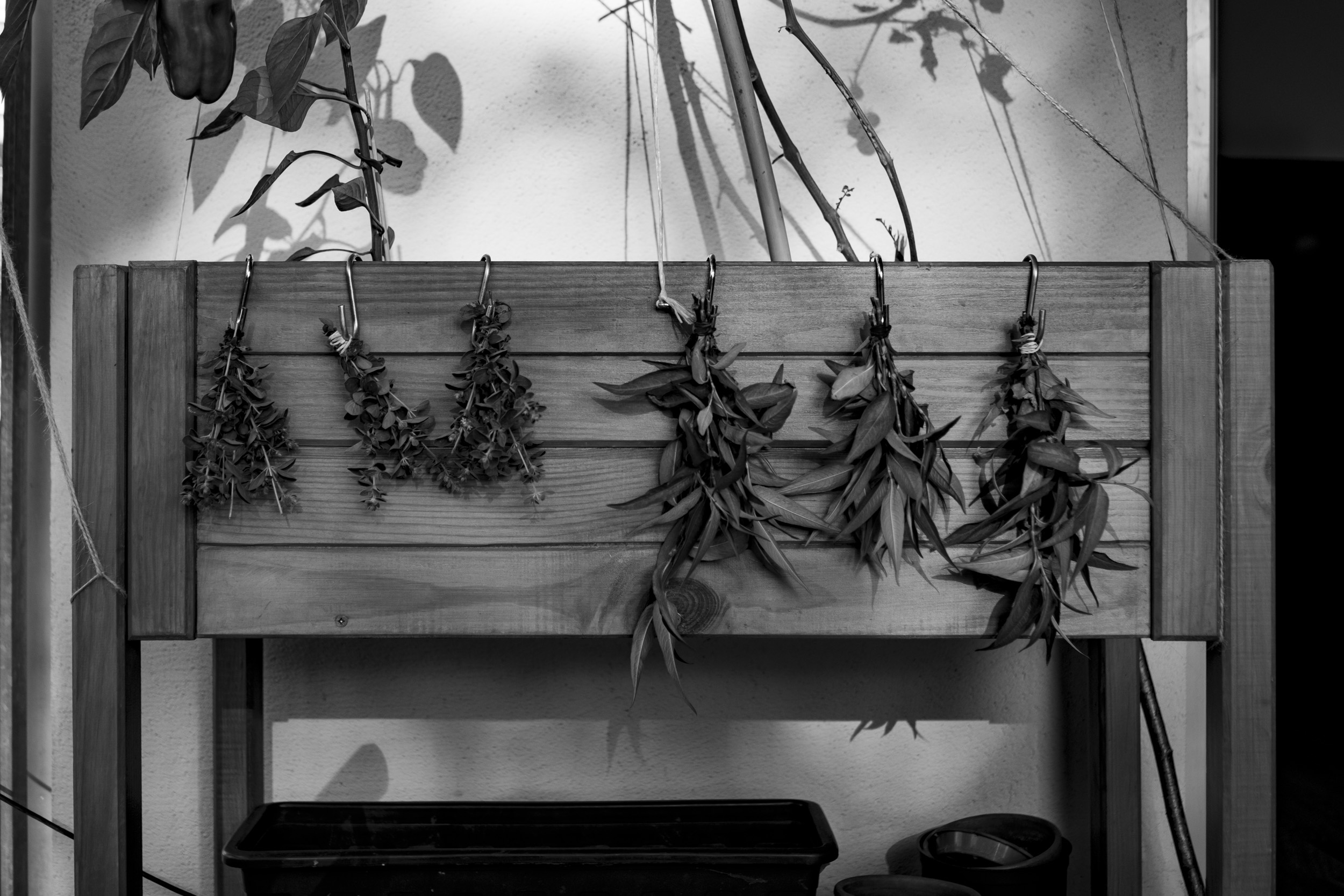 Freshly harvested herbs, drying on our balcony in the sun