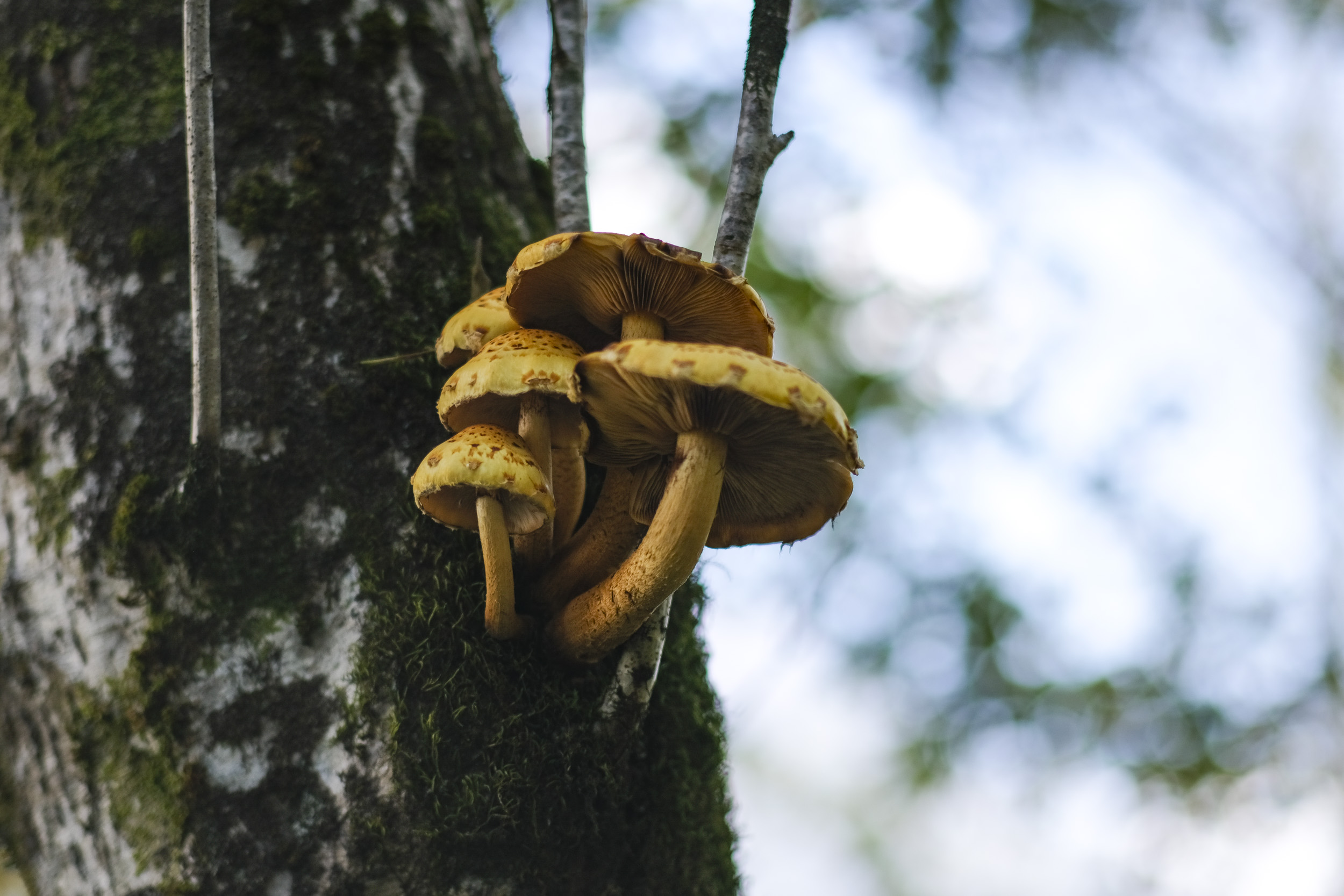 A cluster of mushrooms growing from the side of a tree