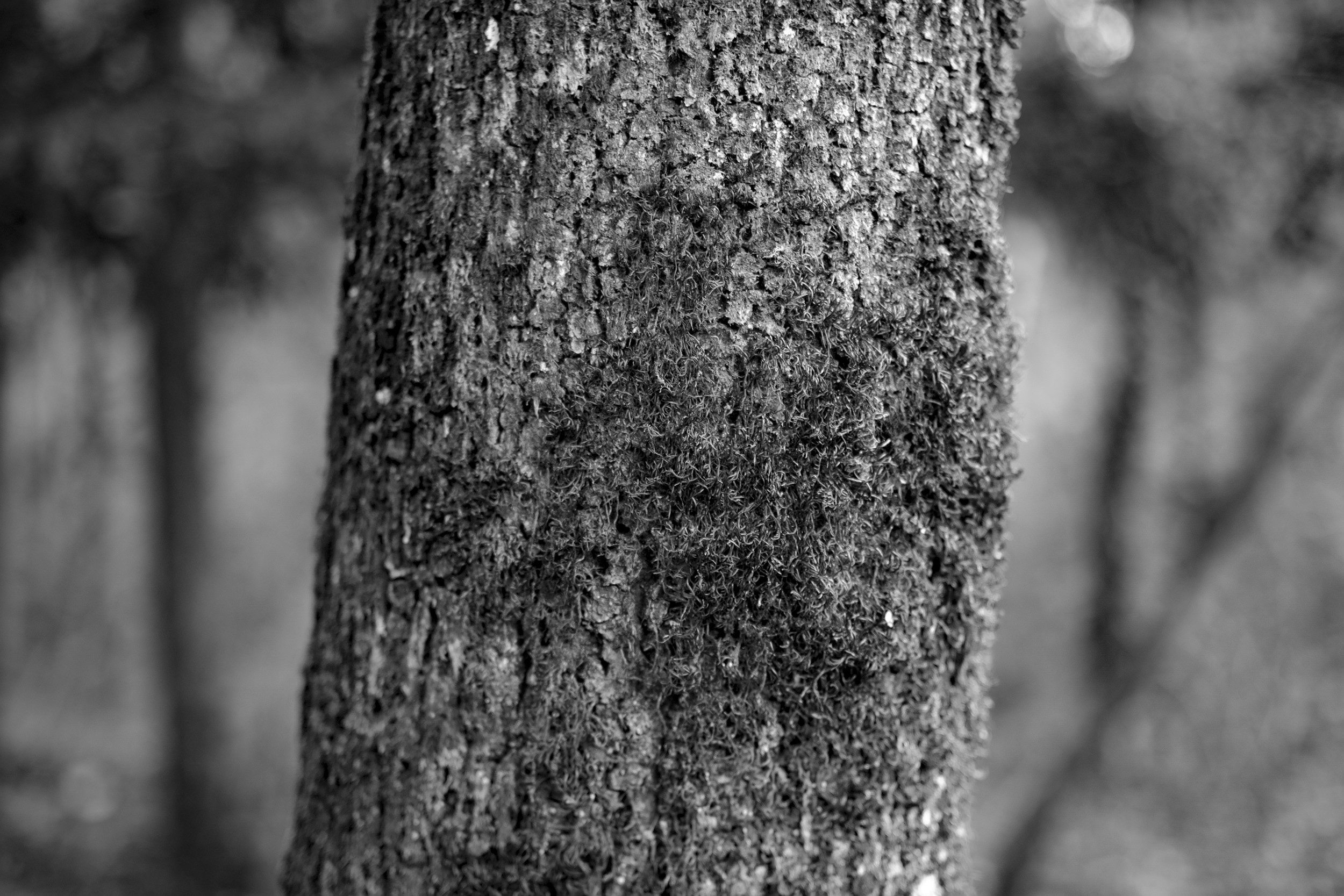 Moss on a tree in the beautiful Maggia Valley.