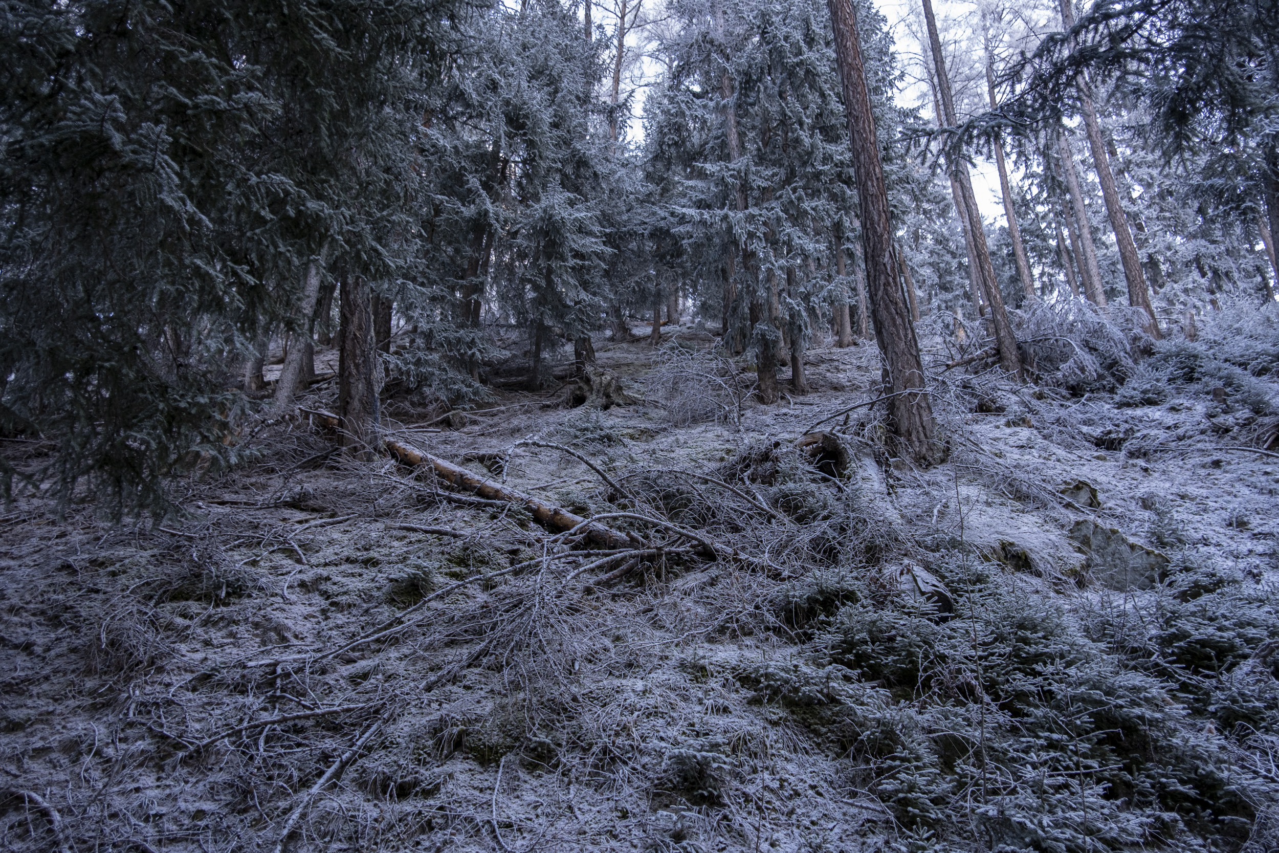 Looking up into the frosty forest in Veysonnaz on a small walk today.