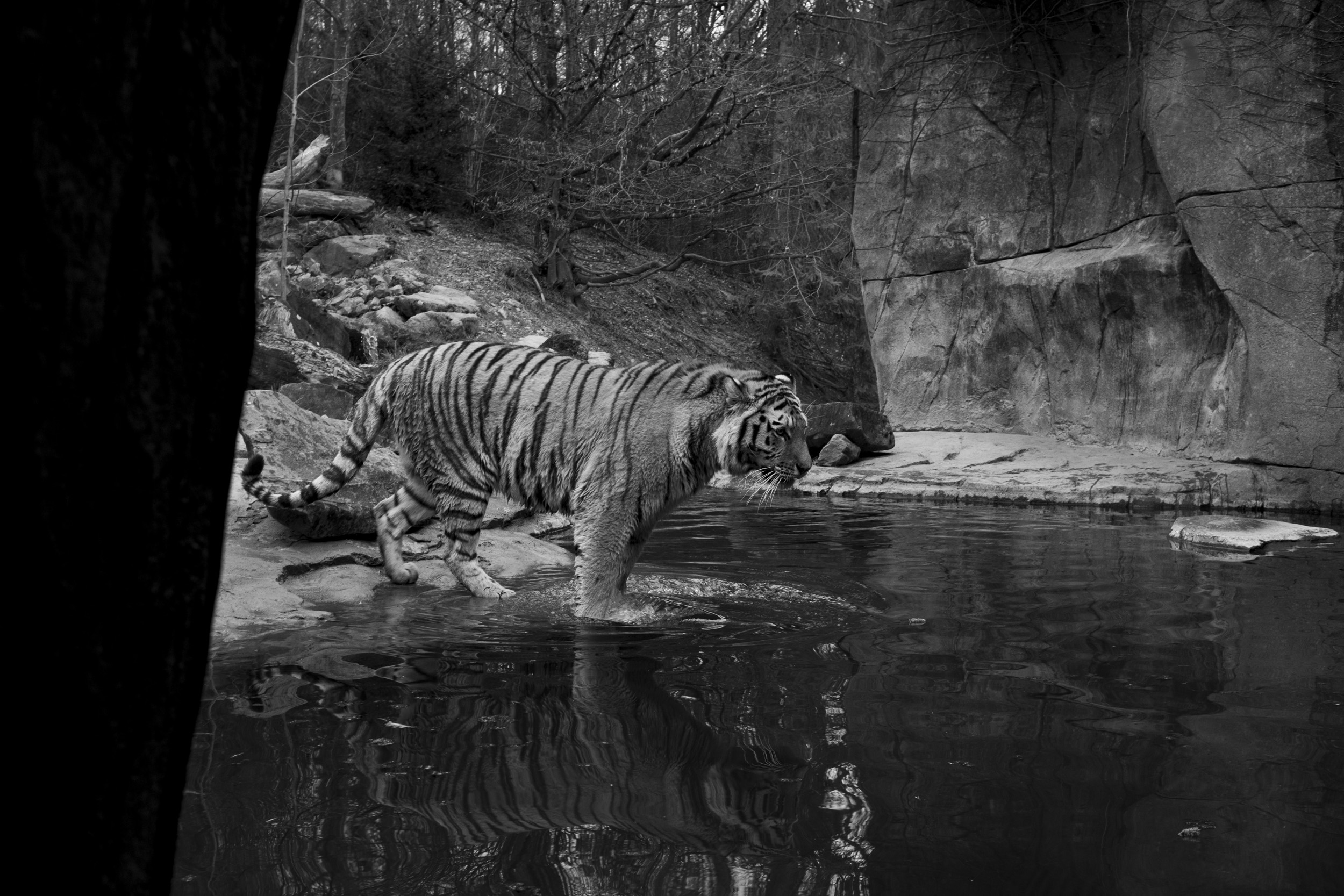 Black and white photo of a tiger standing at the edge of a pool of water, surrounded by rocks and trees.