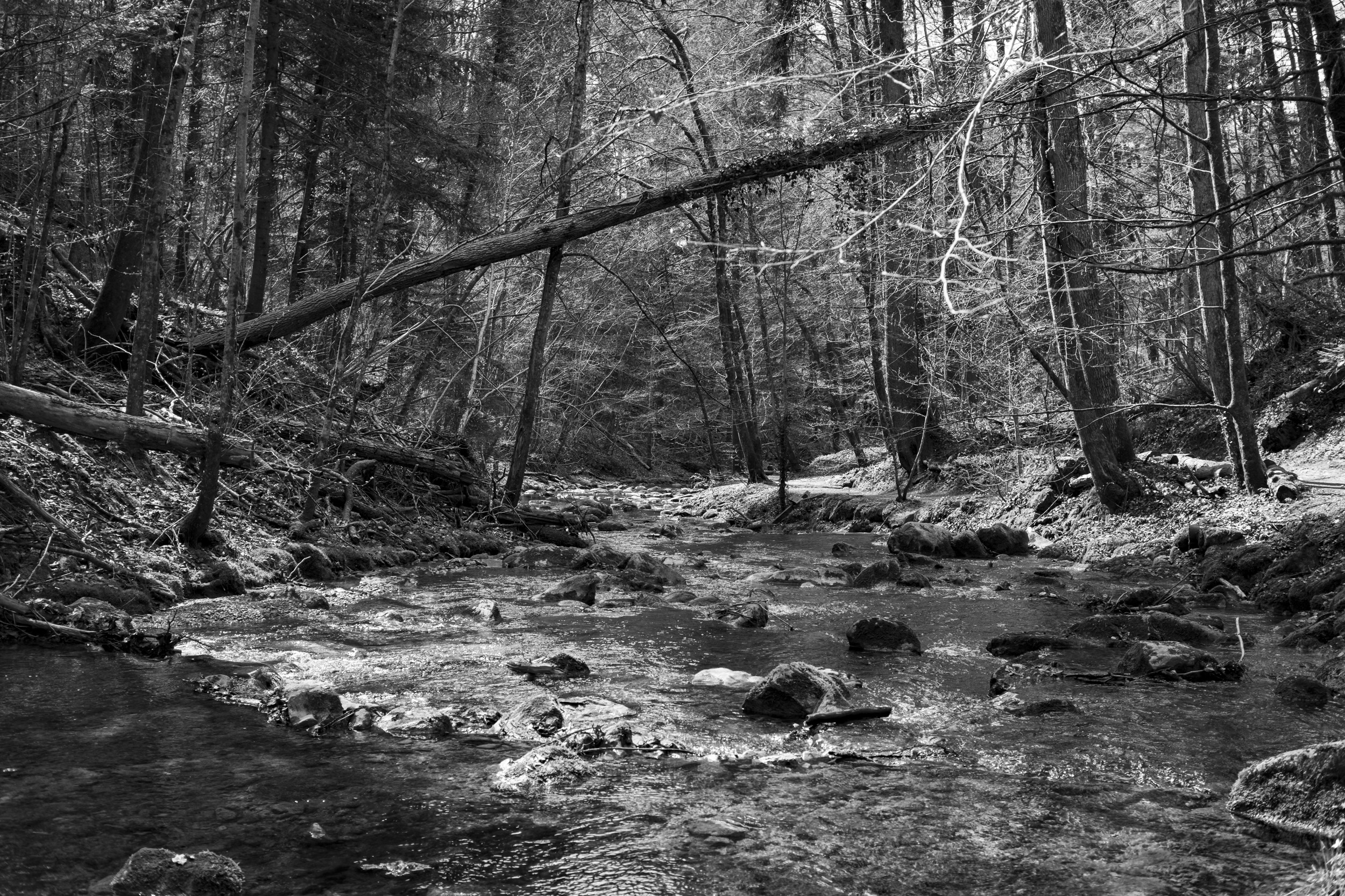 Black-and-white photo of the Küsnachter Tobel, a rocky forest stream in Küsnacht, Switzerland. Fallen and leaning trees cross over the water, and bare branches frame the scene.