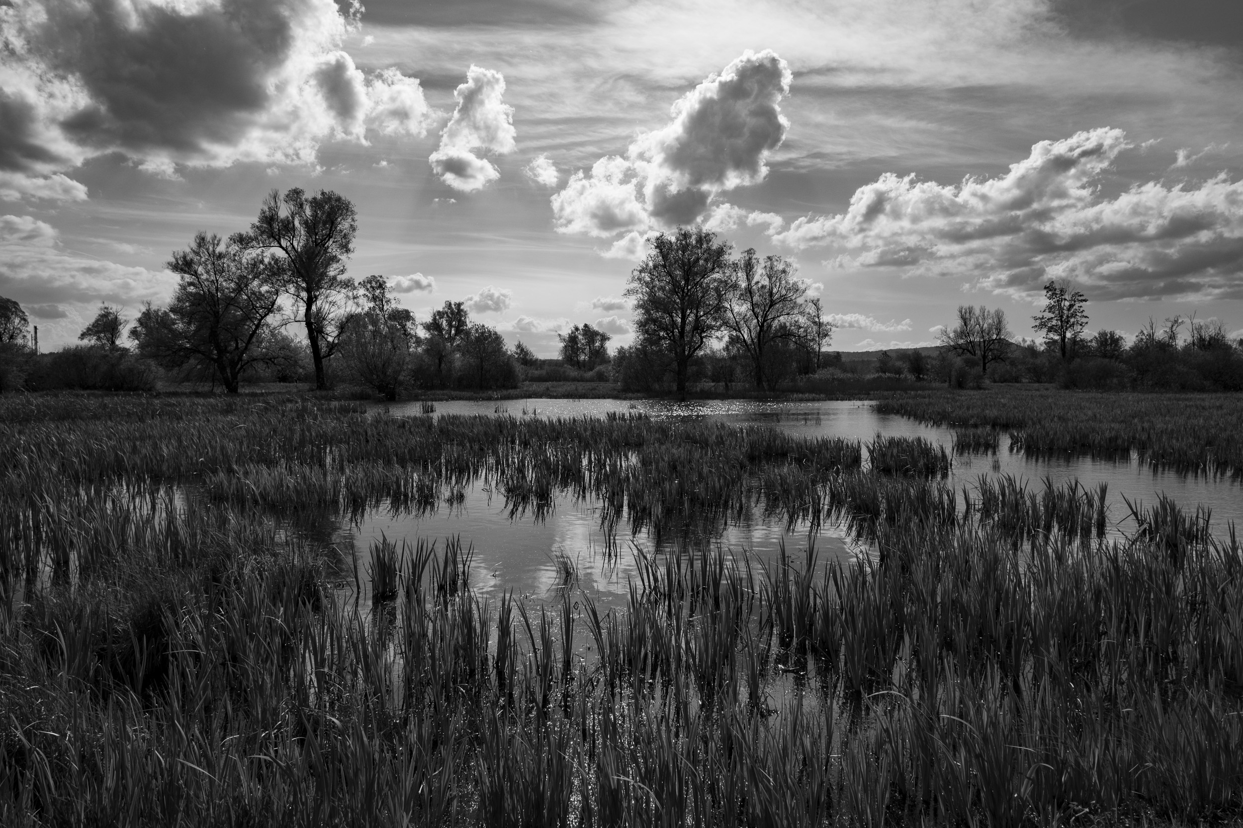 Black and white landscape photograph of a wetland near Zurich Airport, with reeds and grasses rising from a still pond in the foreground, some trees along the far bank, and dramatic cumulus clouds filling the sky above.