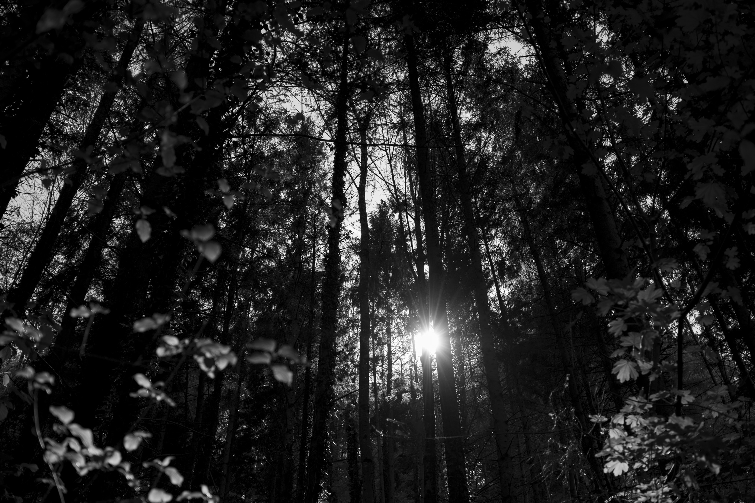 Black-and-white forest scene at Sihlwald with tall, silhouetted trees and a sunburst shining through the trunks.