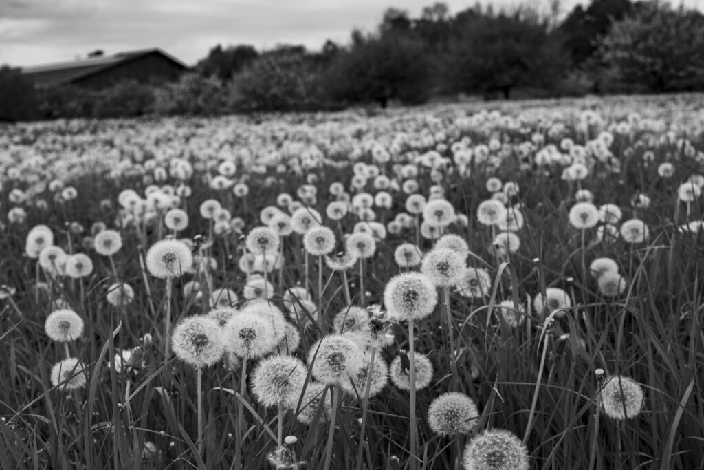 A huge field of dandelions on the Üetliberg in Zurich.
