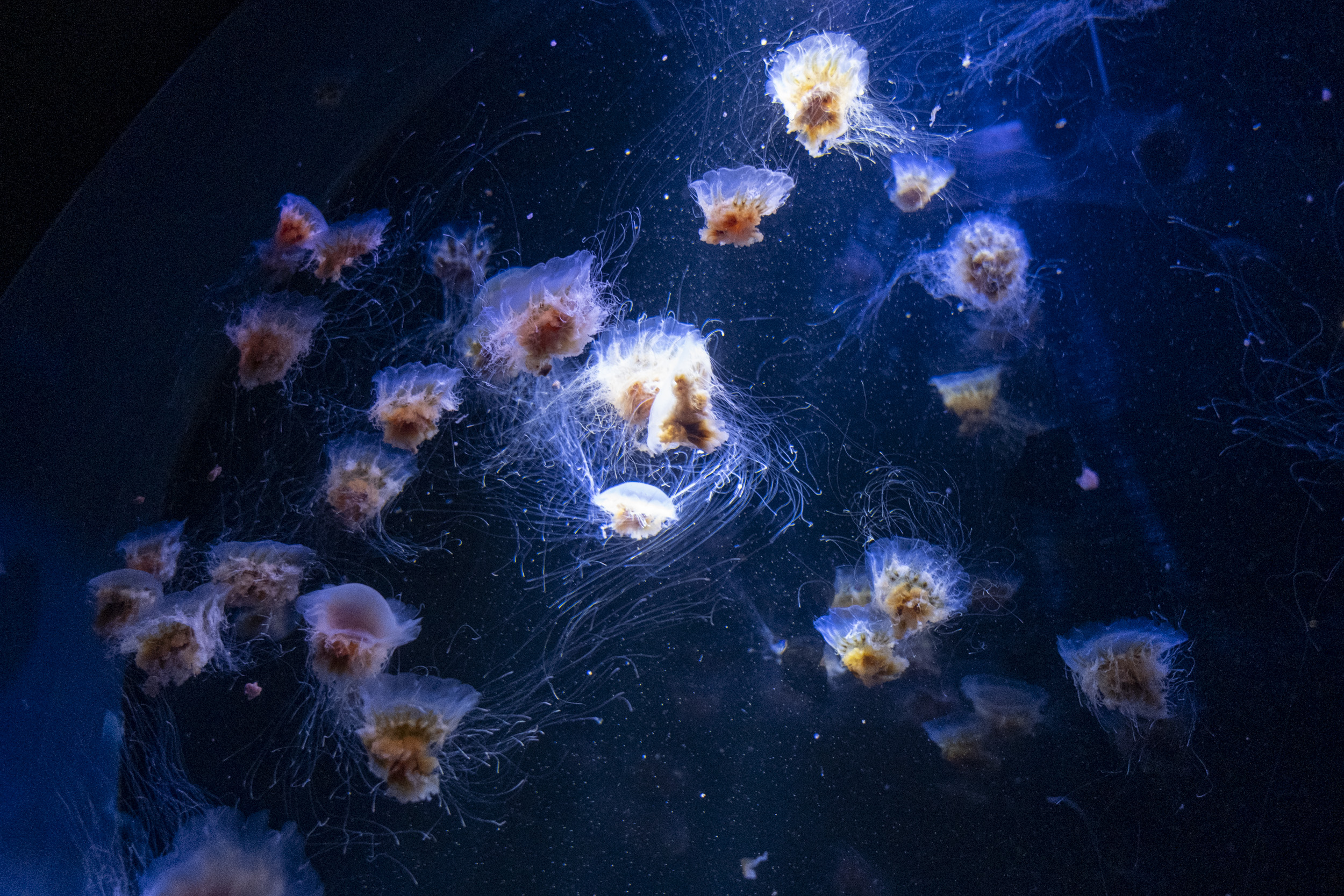 Jellyfish in the La Rochelle aquarium, beautifully lit from above which made them look like little galaxies dancing around.