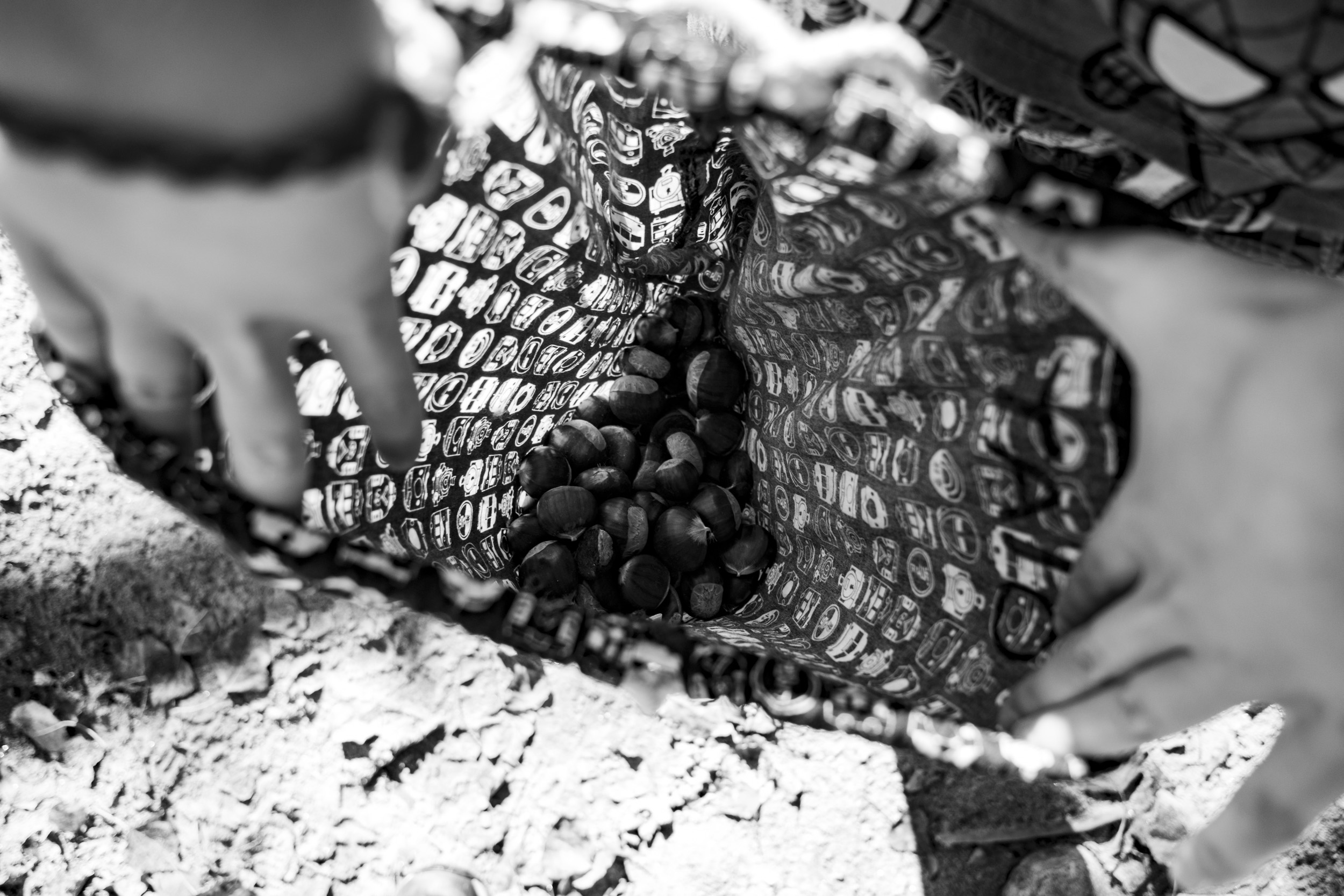 Black-and-white photo looking down at two hands holding open a patterned cloth bag with freshly collected chestnuts, above a forest floor covered in dry leaves.