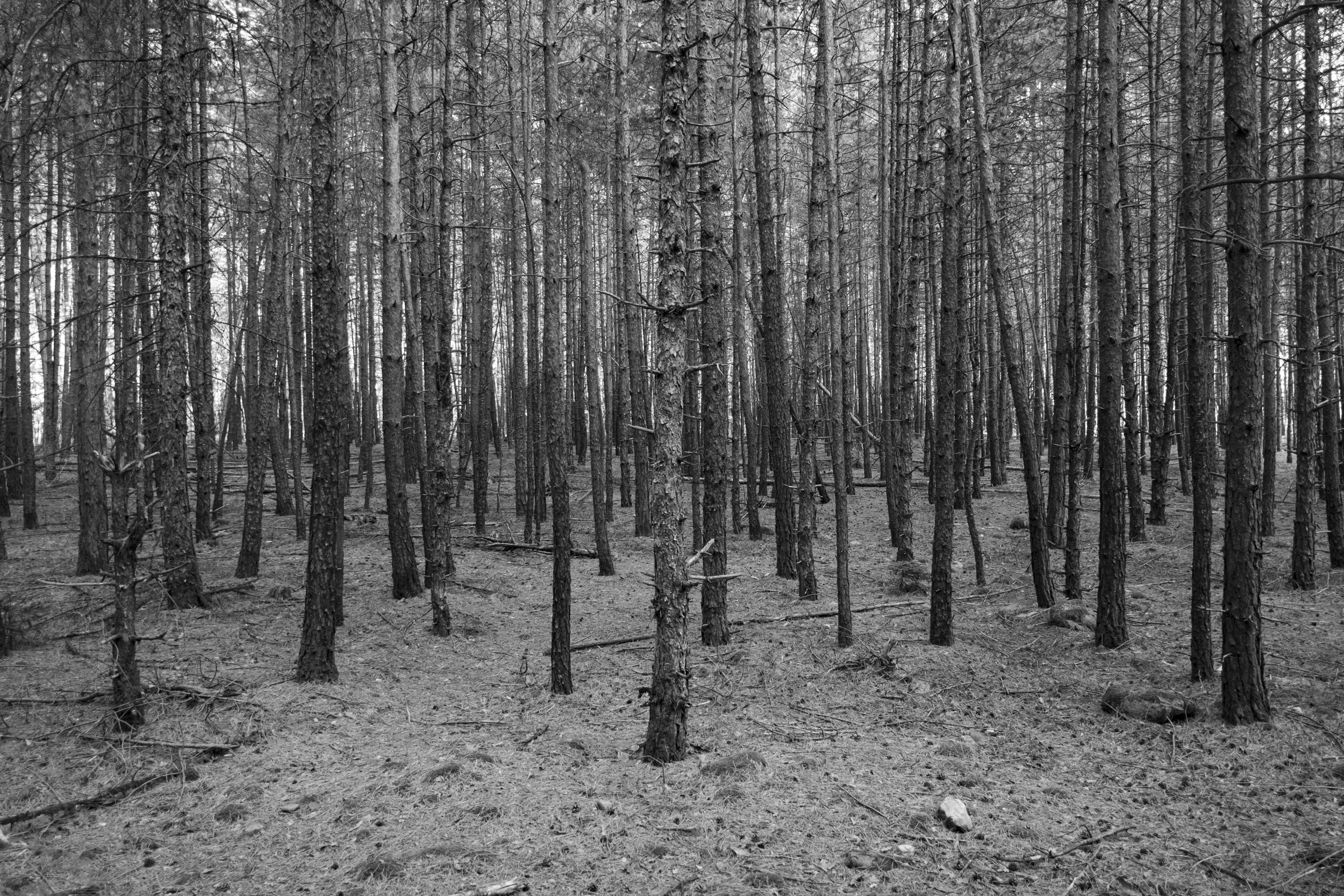 Black-and-white photo of a dense stand of tall, thin pine trunks on needle-covered ground, with bare, broken lower branches.